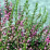 Calluna vulgaris 'Tib'.png